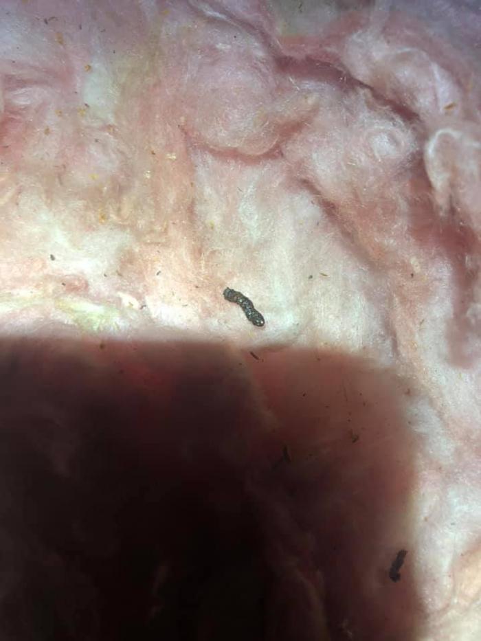 JMB Construction & Rodent Control - South Glens Falls, NY