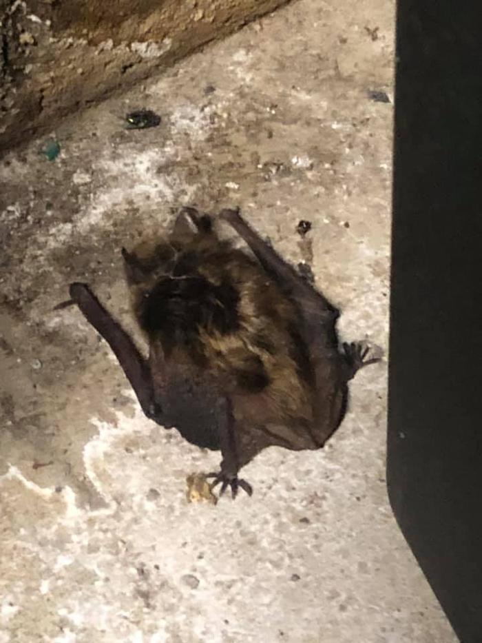 JMB Construction & Rodent Control - South Glens Falls, NY