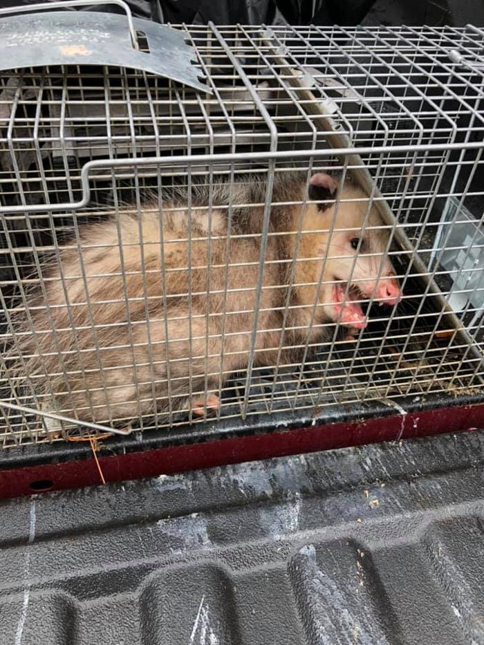 JMB Construction & Rodent Control - South Glens Falls, NY