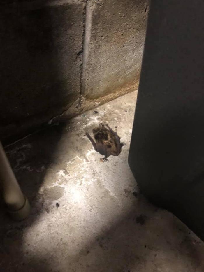 JMB Construction & Rodent Control - South Glens Falls, NY