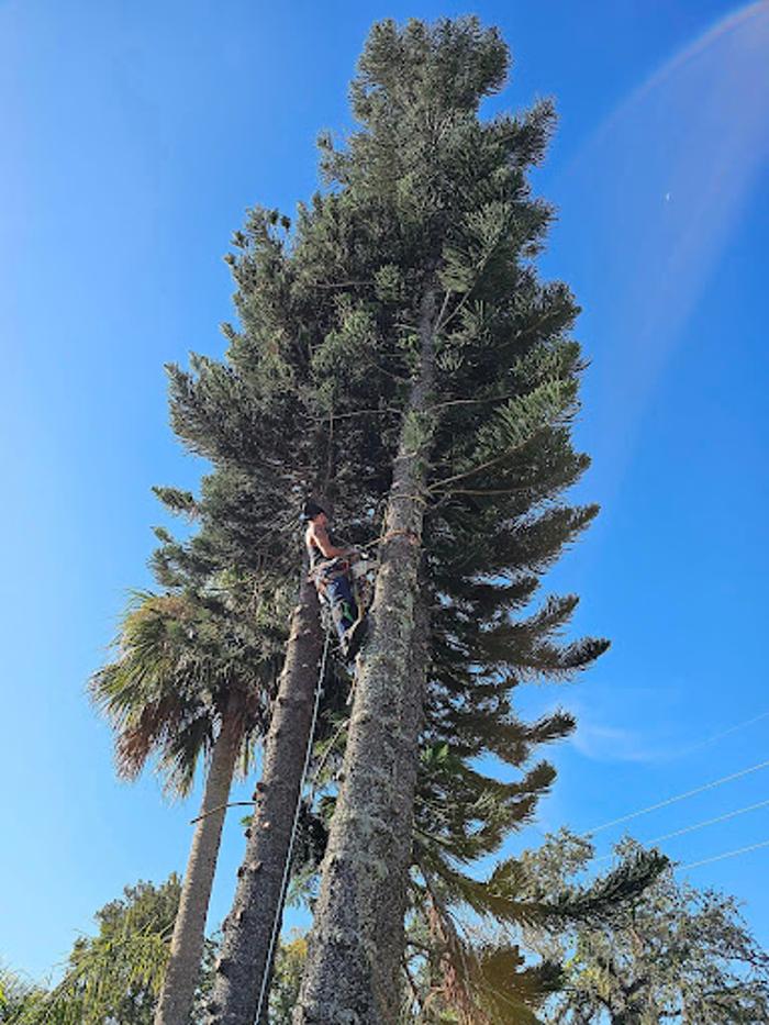 Dynamic Tree Masters LLC - Port Orange, FL