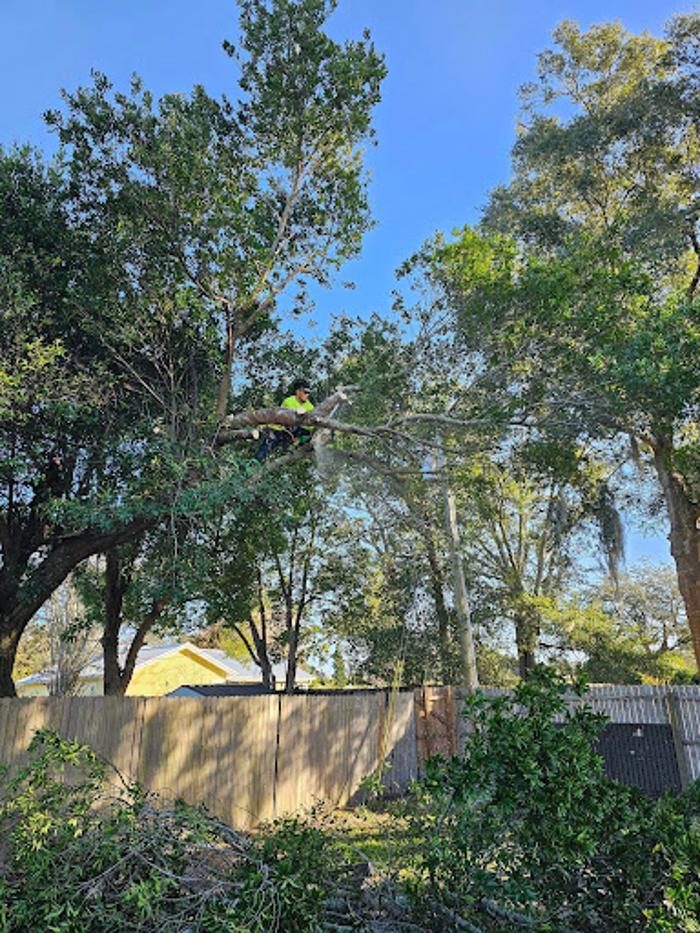 Dynamic Tree Masters LLC - Port Orange, FL