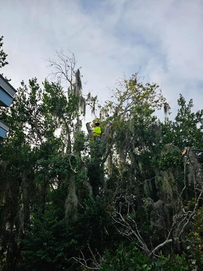 Dynamic Tree Masters LLC - Port Orange, FL