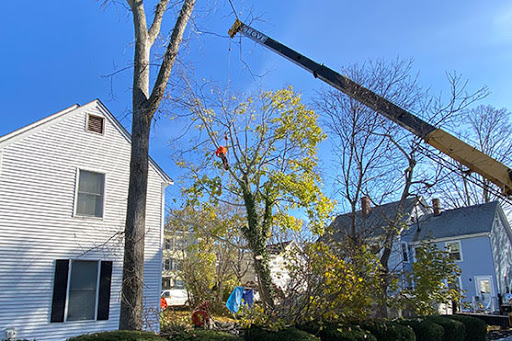 Image 4 | Greater Boston Tree Service