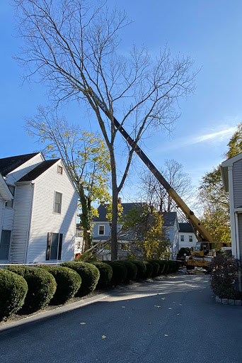 Image 5 | Greater Boston Tree Service