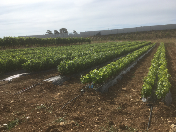 Pépinières Viticoles Estéban