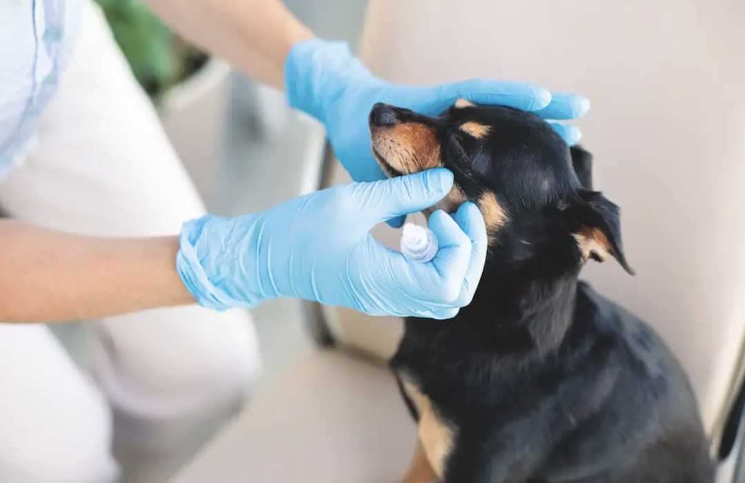 UrgentVet - Mesa, AZ