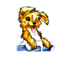 Kooky Toilettage toilettage de chien et chat