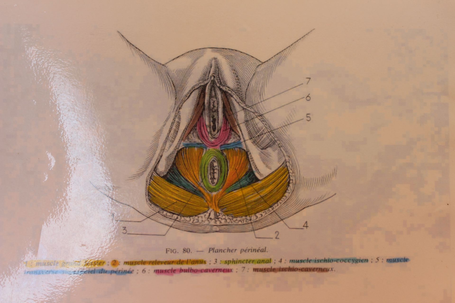 galerie image