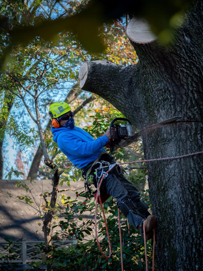 Arborscapes - SavATree Image