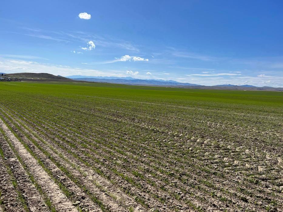 Living Sky Grains - Three Forks, MT