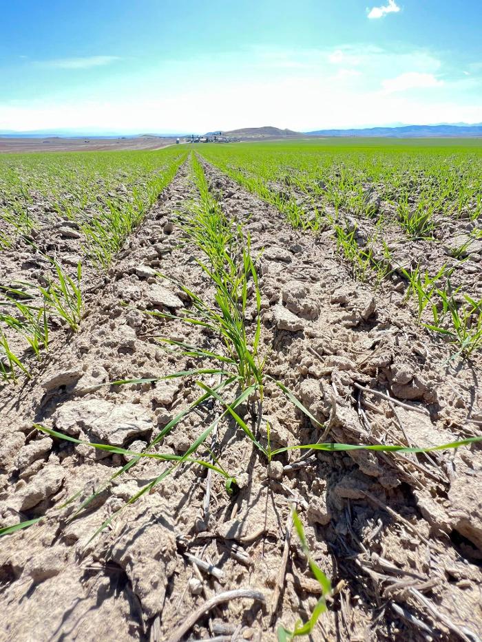 Living Sky Grains - Three Forks, MT