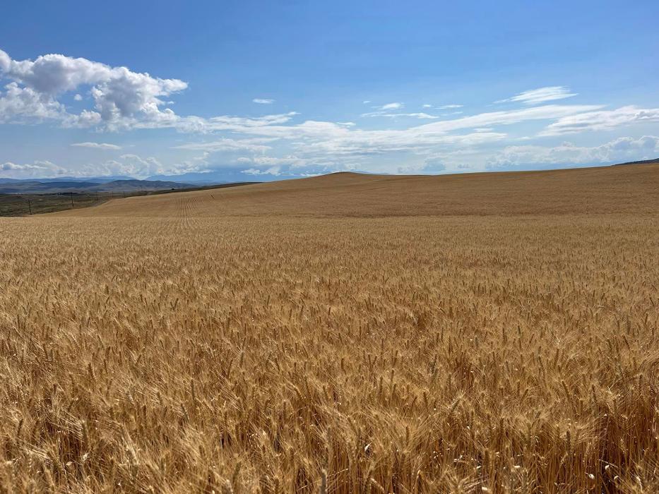 Living Sky Grains - Three Forks, MT