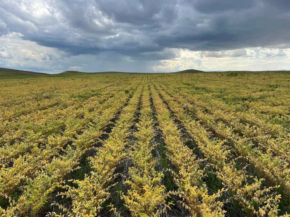 Living Sky Grains - Three Forks, MT
