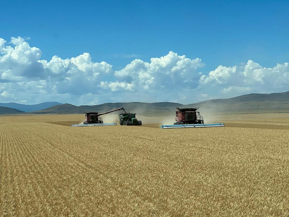 Living Sky Grains - Three Forks, MT
