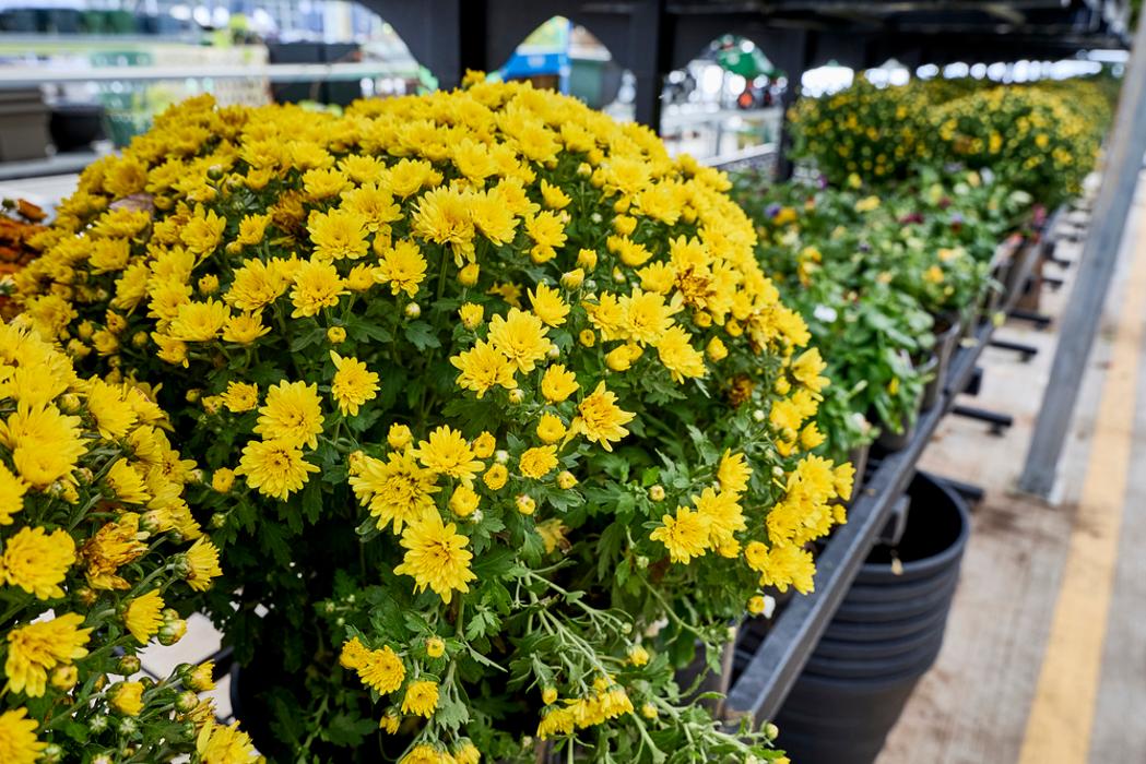 Tractor Supply Co. Logo