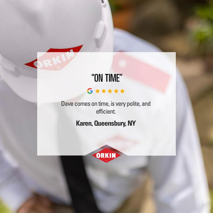 Orkin - Queensbury, NY