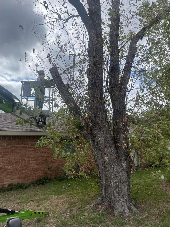 BirdLeaf Construction - Bellevue, TX