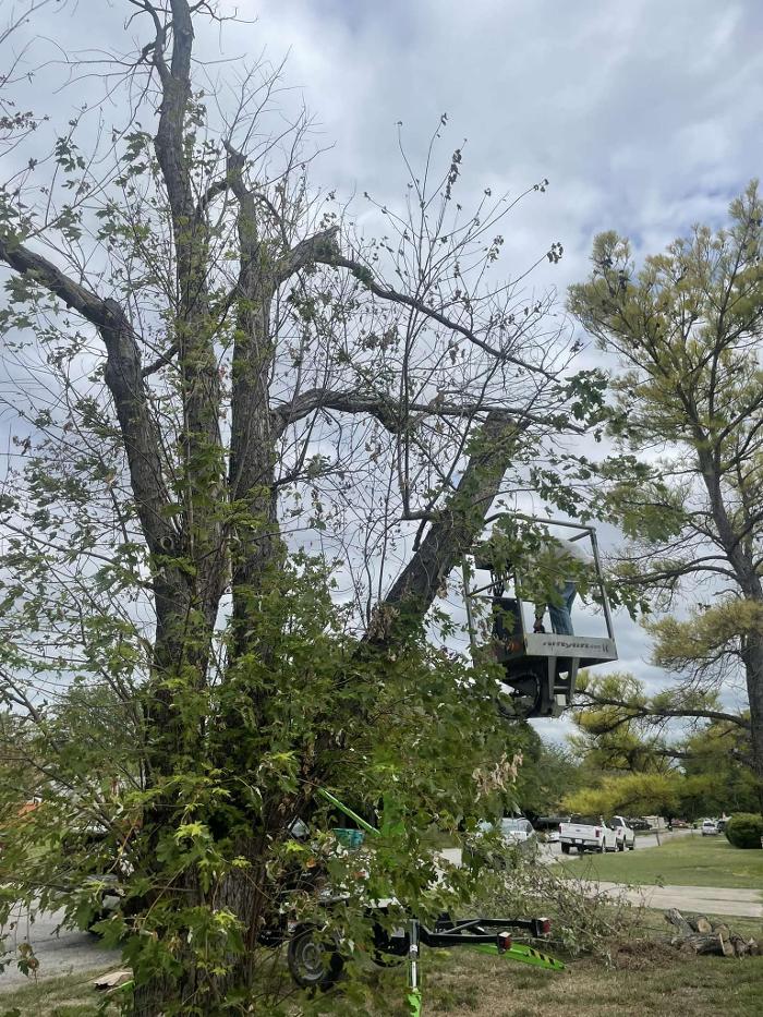 BirdLeaf Construction - Bellevue, TX