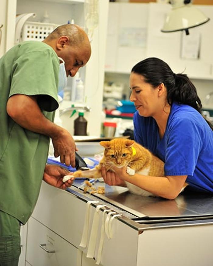 Columbia Pike Animal Hospital & Emergency Center - Annandale, VA