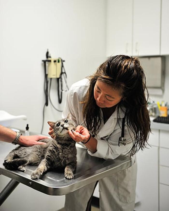 Columbia Pike Animal Hospital & Emergency Center - Annandale, VA
