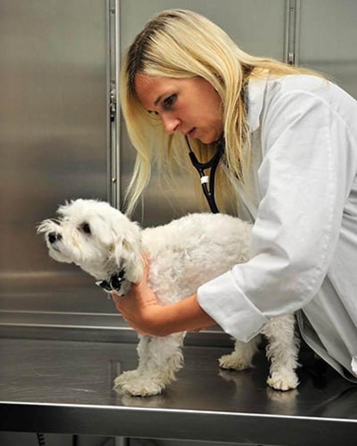 Columbia Pike Animal Hospital & Emergency Center - Annandale, VA