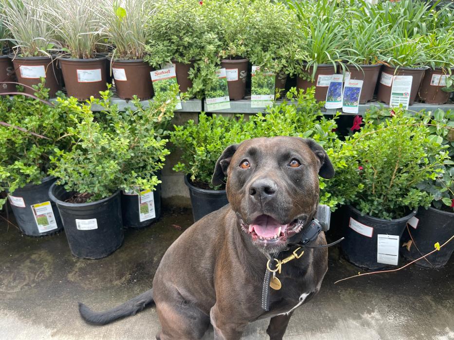 Omega Paws Dog Training - Baldwin Park, CA