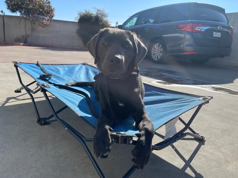 Omega Paws Dog Training - Baldwin Park, CA