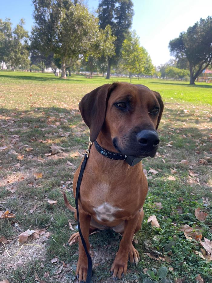 Omega Paws Dog Training - Baldwin Park, CA