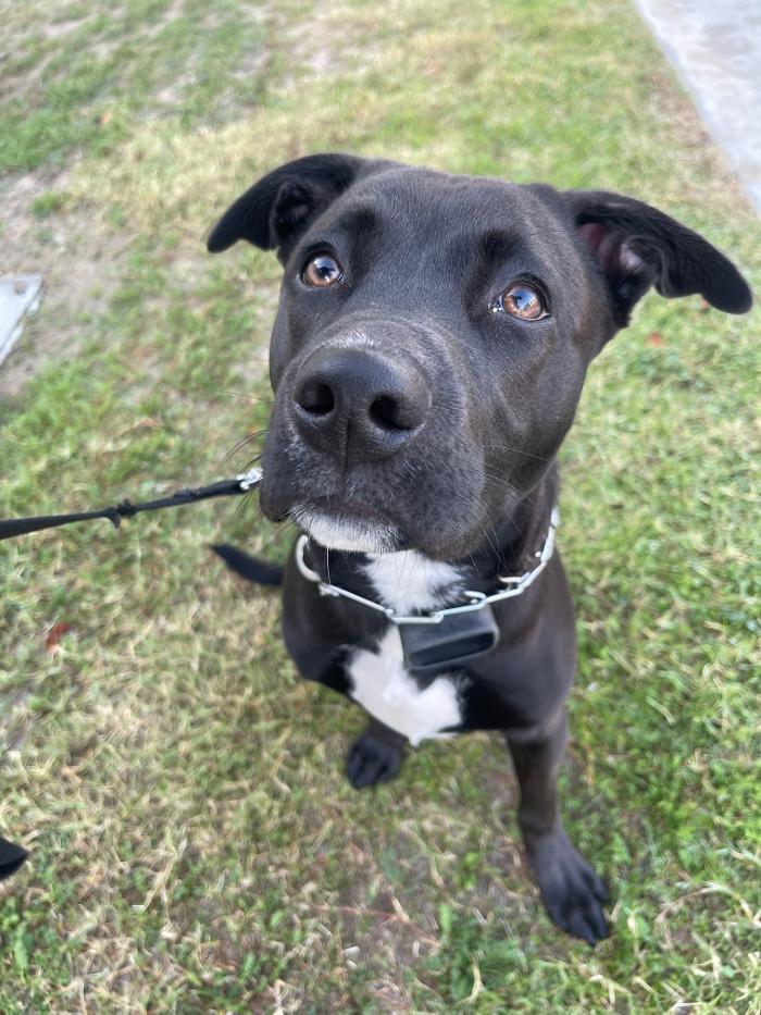 Omega Paws Dog Training - Baldwin Park, CA
