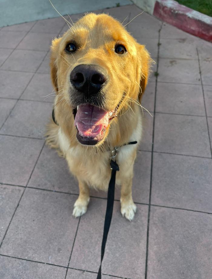 Omega Paws Dog Training - Baldwin Park, CA