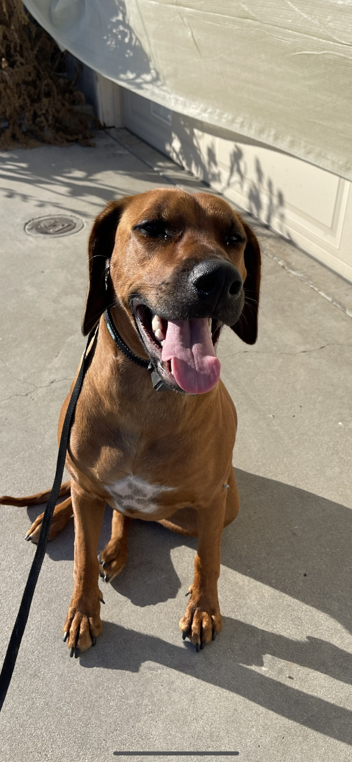 Omega Paws Dog Training - Baldwin Park, CA