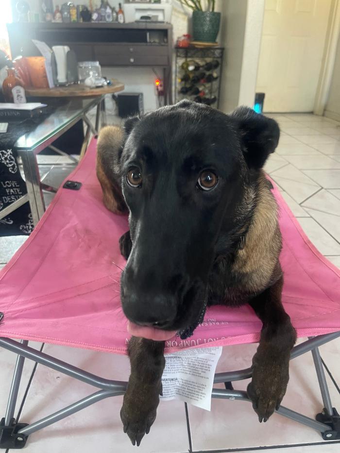 Omega Paws Dog Training - Baldwin Park, CA