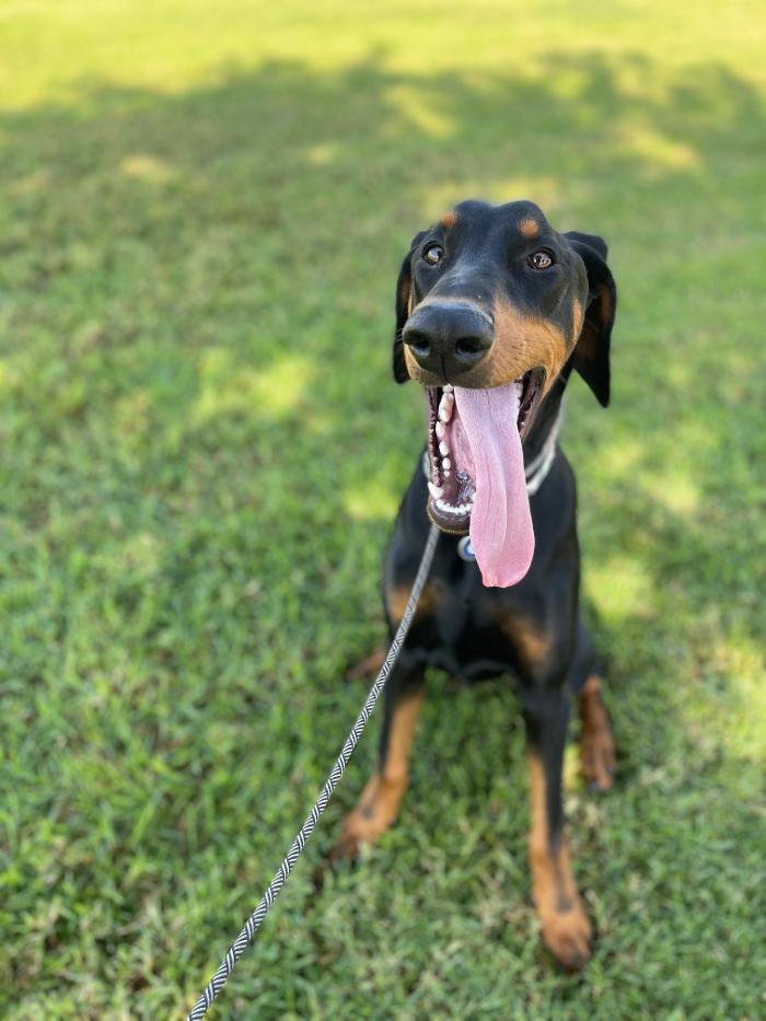 Omega Paws Dog Training - Baldwin Park, CA