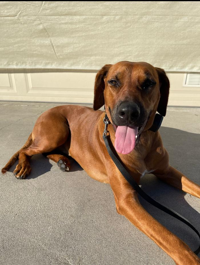 Omega Paws Dog Training - Baldwin Park, CA