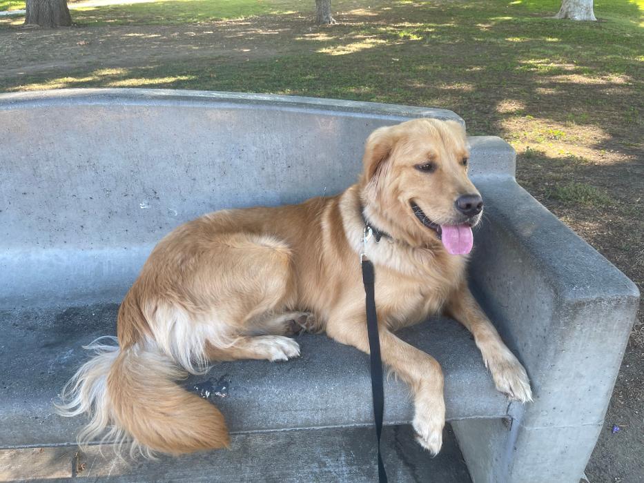 Omega Paws Dog Training - Baldwin Park, CA