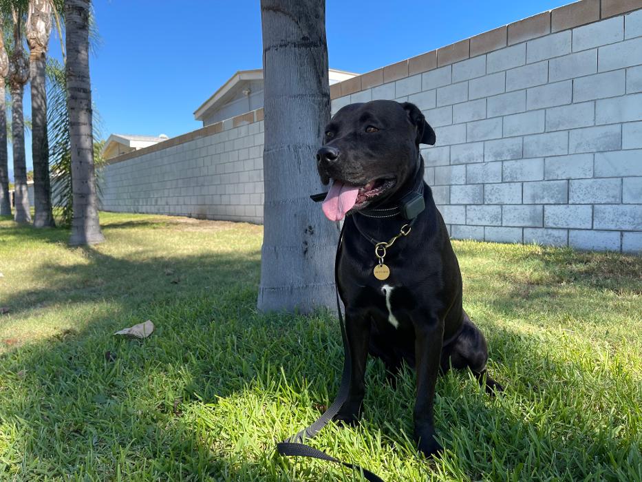 Omega Paws Dog Training - Baldwin Park, CA