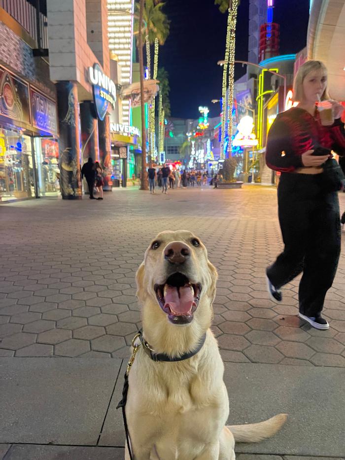 Omega Paws Dog Training - Baldwin Park, CA