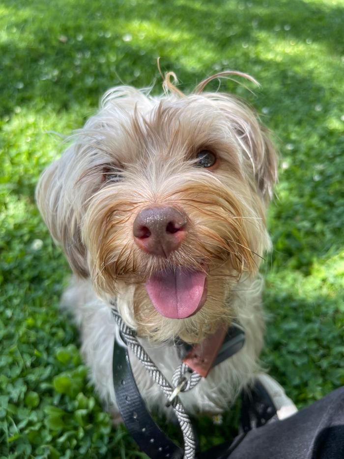 Omega Paws Dog Training - Baldwin Park, CA