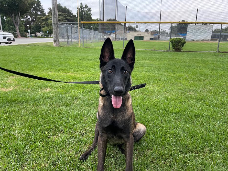 Omega Paws Dog Training - Baldwin Park, CA