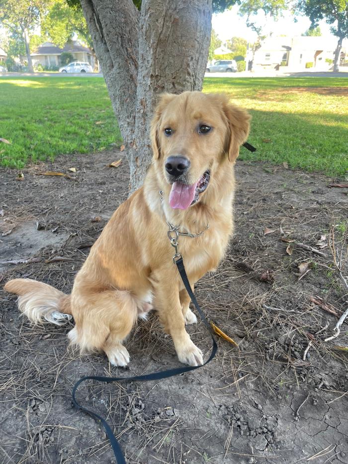 Omega Paws Dog Training - Baldwin Park, CA