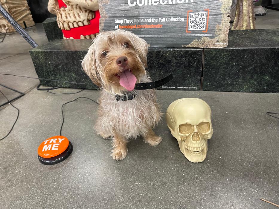 Omega Paws Dog Training - Baldwin Park, CA
