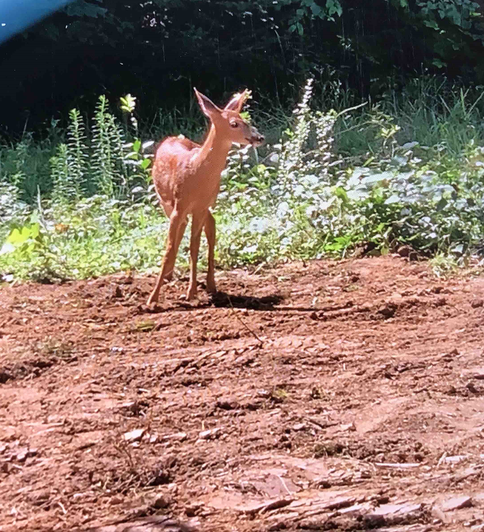 All About Septic - Mills River Image
