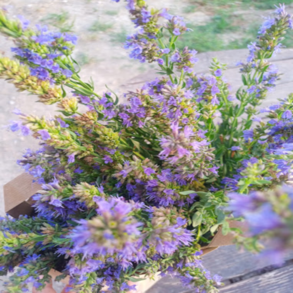 Mouline des collines coopérative agricole