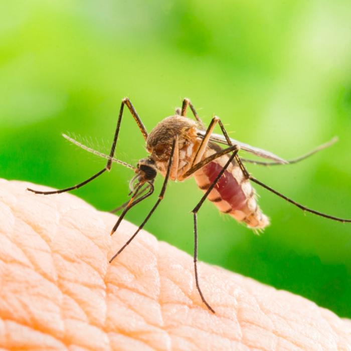 Simply Safer Mosquito - Wrentham, MA