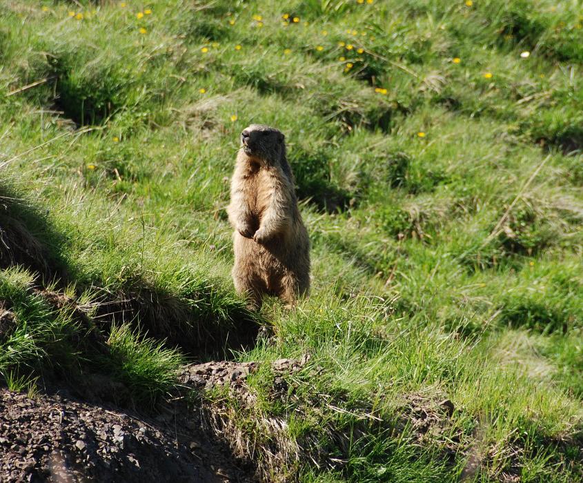 Haus Moosbrugger, Warth in Warth