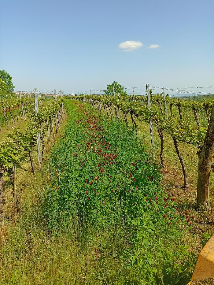 Weingut Lechner, Obere Hauptstraße in Stratzing