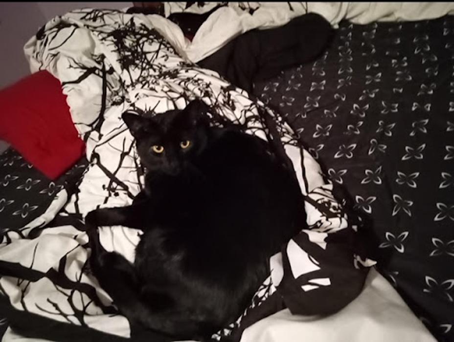 Robyn's furry friends pet sitting - Leander, TX