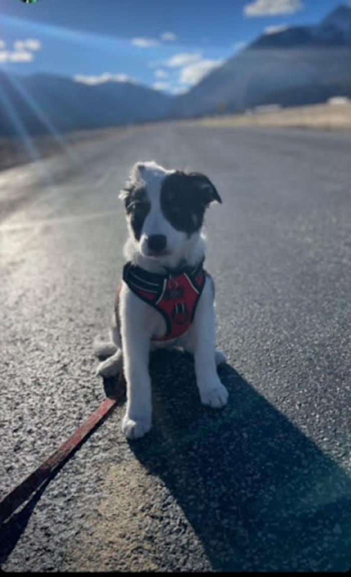 Robyn's furry friends pet sitting - Leander, TX