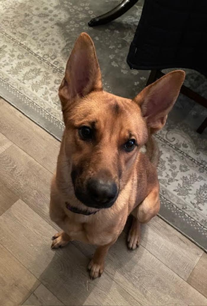 Robyn's furry friends pet sitting - Leander, TX